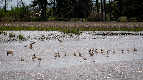 Birdwatching at Eastern Shore Wildlife Refuge
